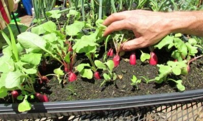 Growing Radish In Containers Information