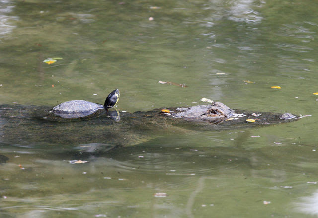 Amazing Friendship Between Reptiles