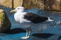 Gaivota no recinto reservado para sua recuperação no Centro de Reabilitação e Despetrolização (CRD) de Animais Marinhos, localizado na base do Instituto Argonauta em Ubatuba