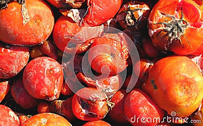 Rotte Tomaten