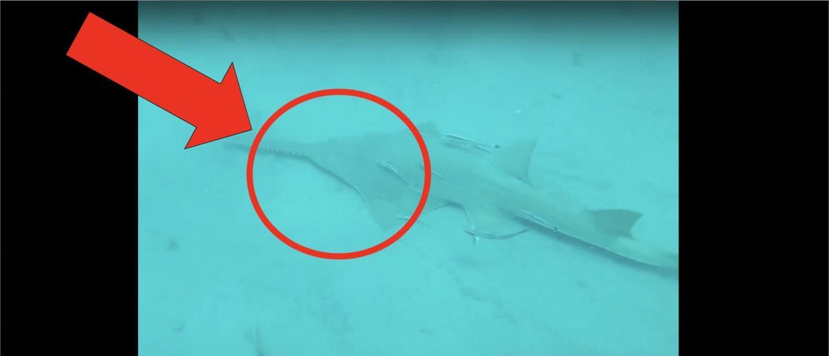 Massive Sawfish Captured On Camera In Awesome Viral Video