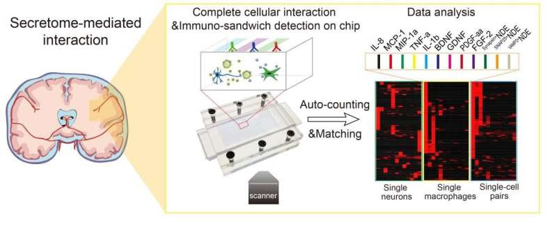 Decoding secretome-mediated neuron-immune cellular interaction network