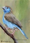 Blue Waxbill ACEO - Posted on Wednesday, February 11, 2015 by Janet Graham