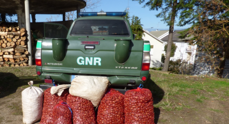 gnr-braganca-apreensao-castanhas