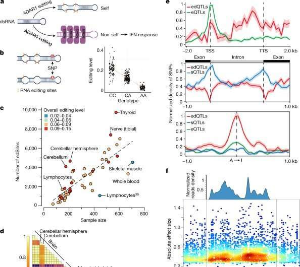 Genetic variants that dampen A-to-I RNA editing associated with increased risk of autoimmune disorders