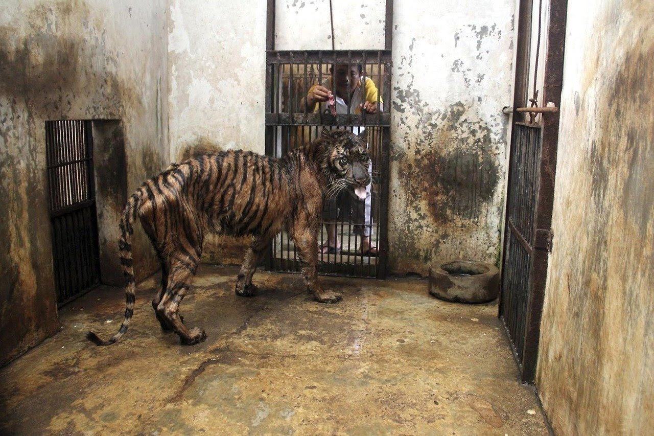 В России голодные тигры стали выходить к людям