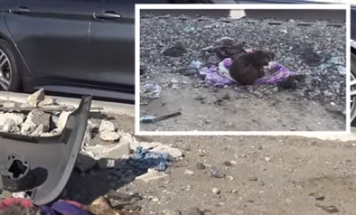 Homeless Pit Bull Keeps Vigil by Her Dead Best Friend for Two Weeks (Video)