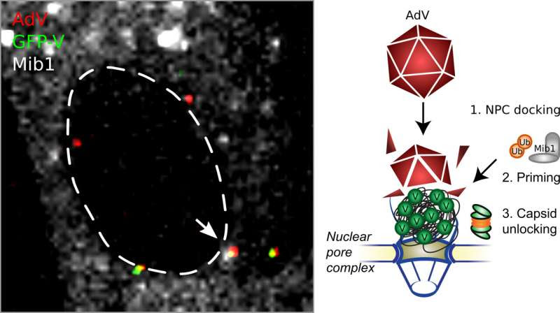 Mechanism for DNA invasion of adenoviral COVID-19 vaccines discovered