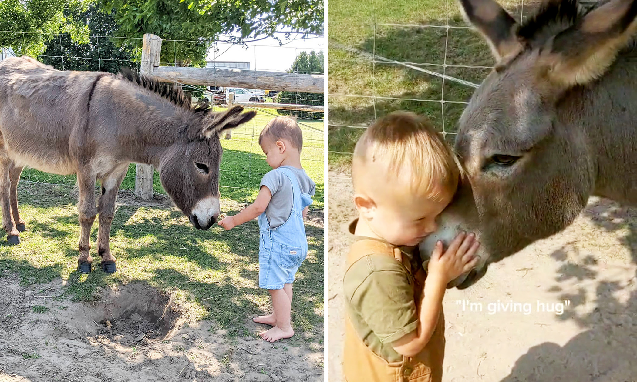 3-Year-Old Canadian Farm Boy Forms Friendship With Donkey—And Their Sweet Bond Is Too Cute