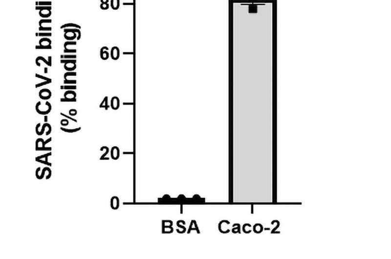 Drug could potentially prevent respiratory and cardiovascular damage in COVID-19 patients