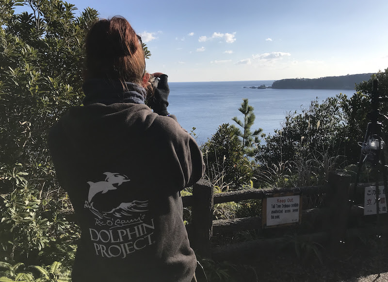 Dolphin Project Cove Monitors scan the horizon for signs of a dolphin drive, Taiji, Japan. Credit: DolphinProject.com