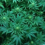 marijuana-1114713_960_720
