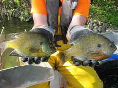 two sunfish held by Fisheries staff person during a fish survey