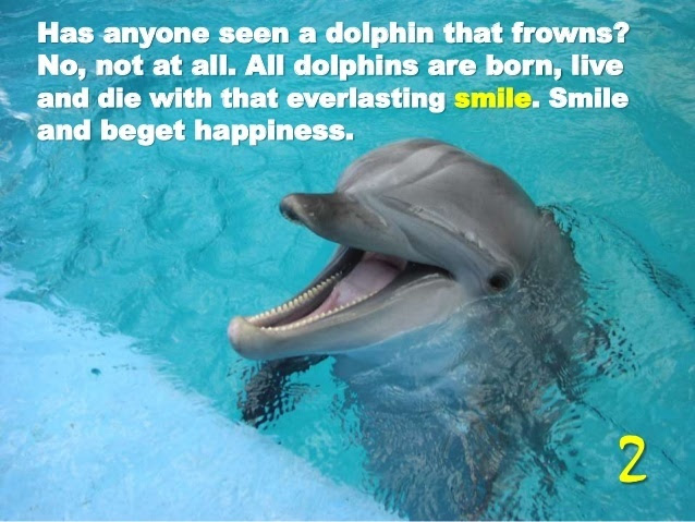 16-life-lessons-from-dolphin-3-638