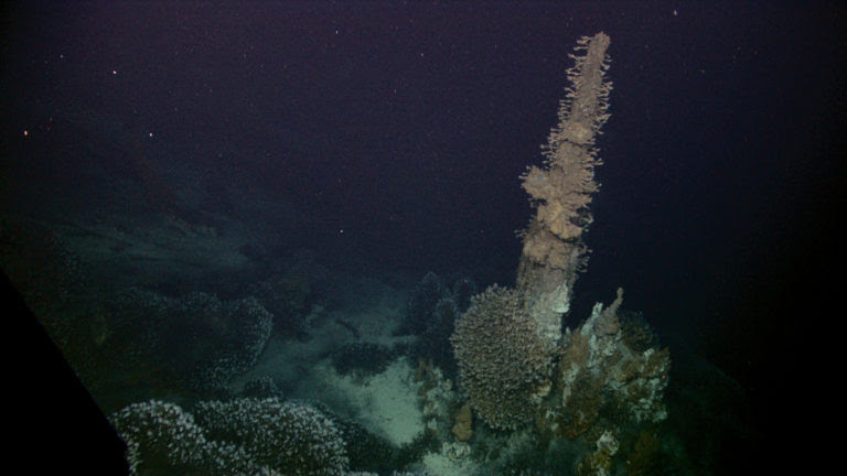 Barnacles attached to hydrothermal vent spires feeding at Kawio Barat. Image courtesy of NOAA Okeanos Explorer Program, INDEX-SATAL 2010