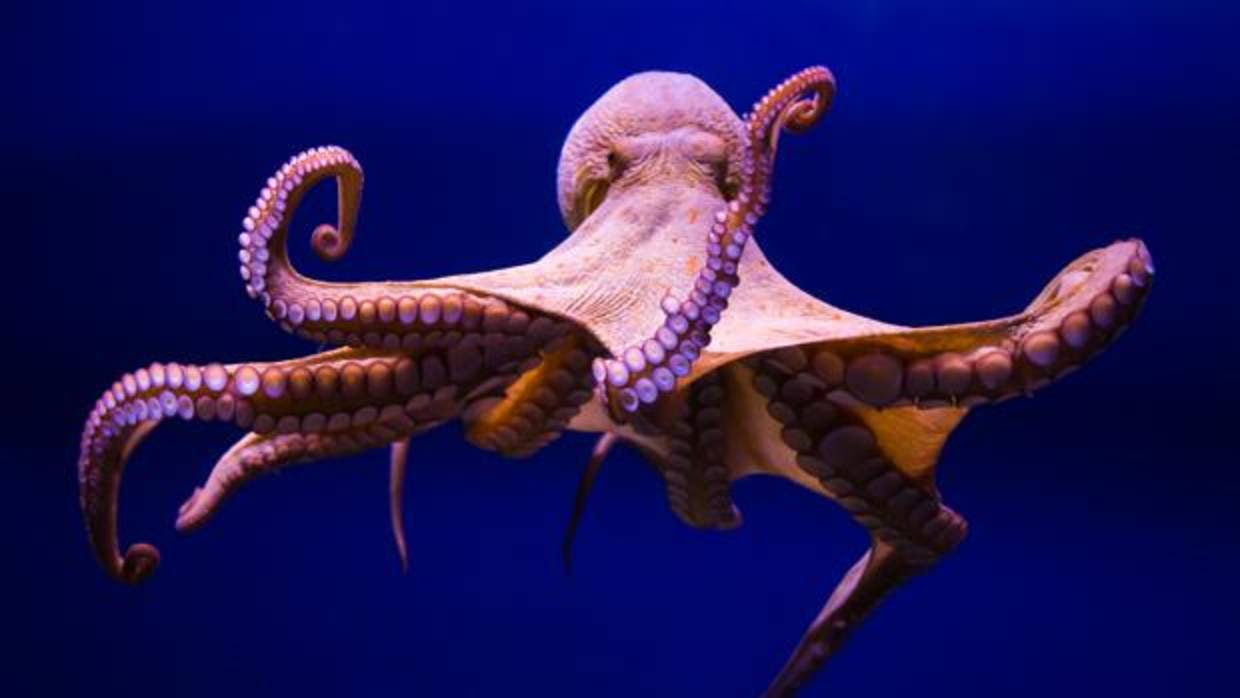 Resultado de imagen de pulpo