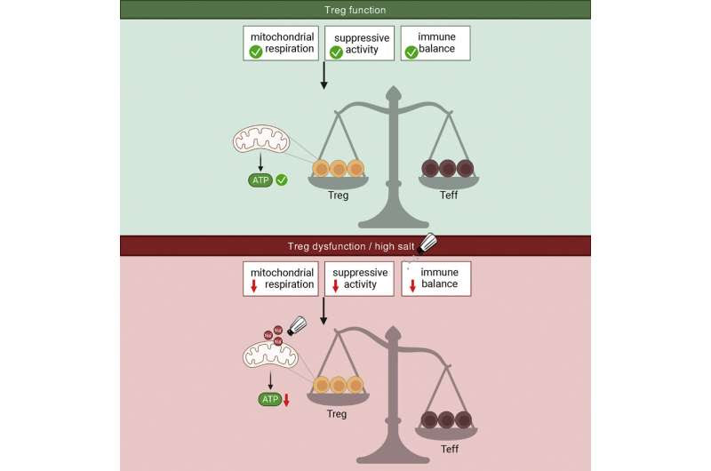 Salt cuts off the energy supply to immune regulators