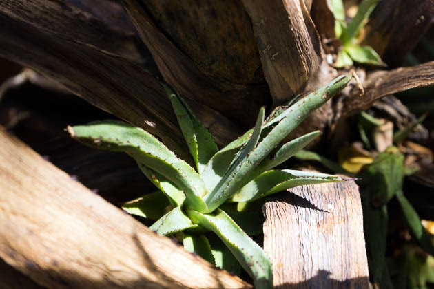 Jardín Botánico de Curazao