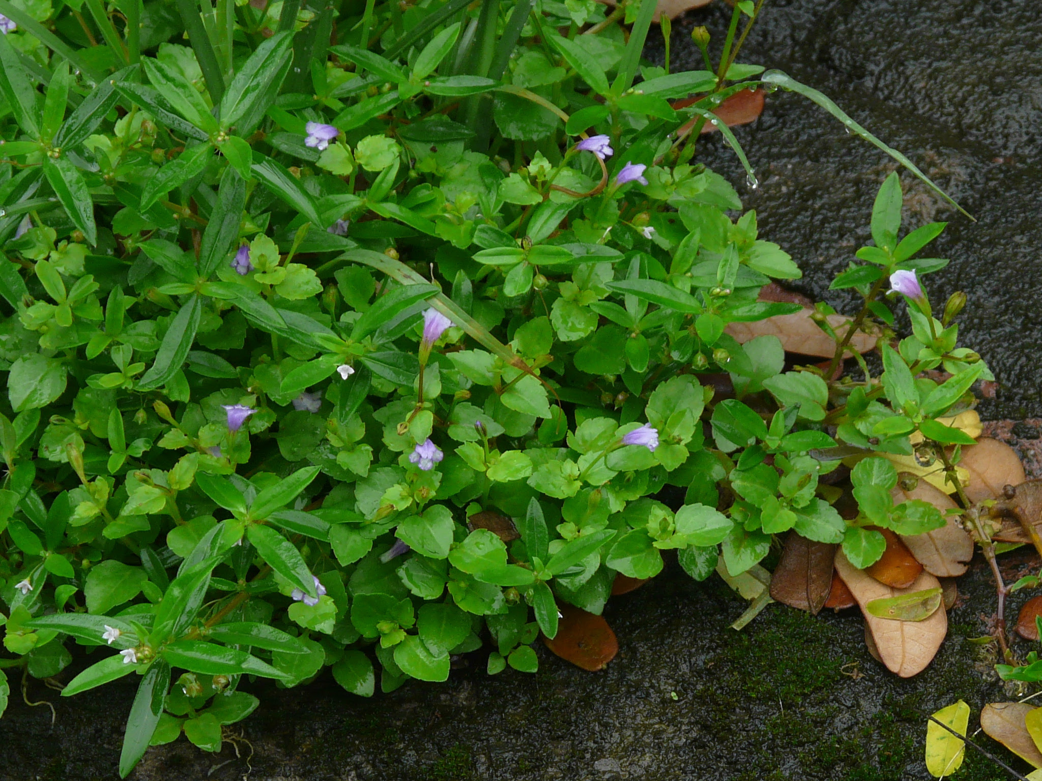 Torenia crustacea (L.) Cham. & Schltdl.