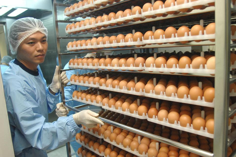 Taiwan researchers sort through eggs use