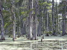 220px-cypresses