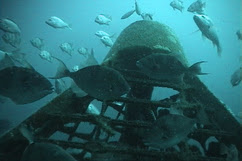 reef