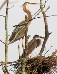 adult and immature great blue heron