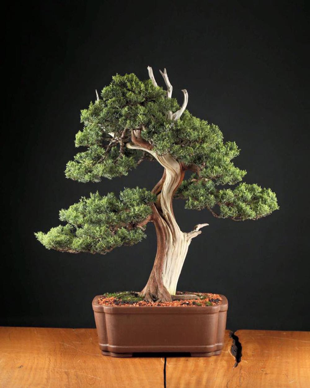 Image result for japan bonsai
