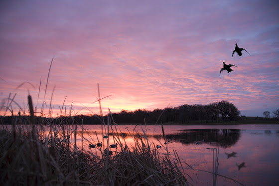 Ducks landing on water at sunrise