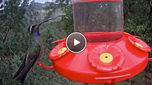 Watch a rare visit from a Blue-throated Hummingbird in West Texas.
