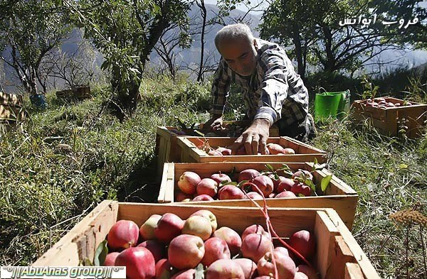 موسم قطف التفاح في جبال دماوند