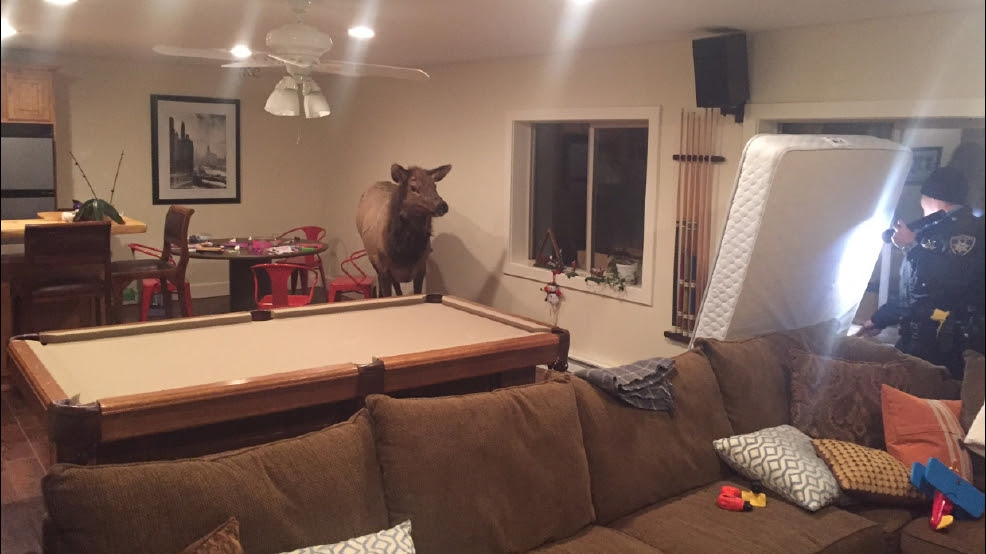 http://static-12.sinclairstoryline.com/resources/media/d2d2bd1d-04a8-43e9-9d93-0f7b8edefa50-large16x9_151230_elk_basement.jpg?1451515291794