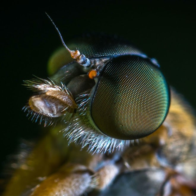 A close up high definition colour photograph of a fly, with its black and green speckled eye and its mouth covered with small hairs in centre frame
