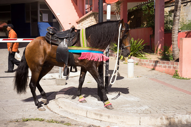 Carnaval caballo Desfile Curacao 2016
