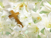 Easter-Lilies