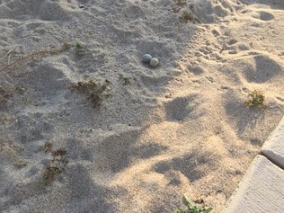 Least Tern Nest next to sidewalk in Ft. Lauderdale