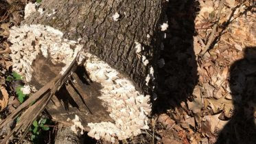 White Rot Fungi