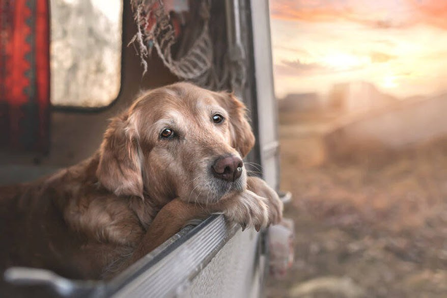 The winners of the International Pet Photographer Awards are out and I am in awe