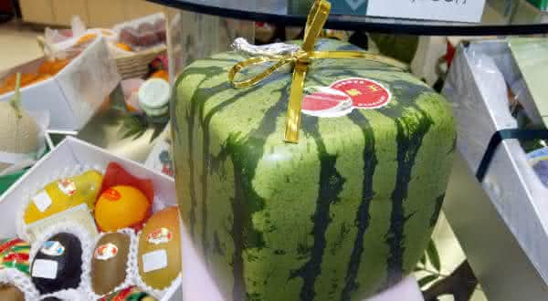 melancia quadrada entre as frutas mais caras do mundo