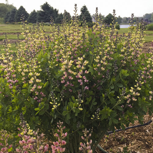 Decadence Deluxe 'Pink Lemonade' False Indigo