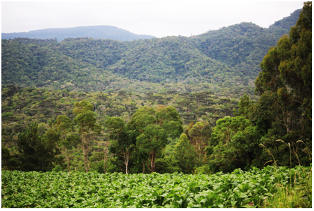 Mater Natura coordena estudos para identificar áreas preservadas de florestas com araucárias