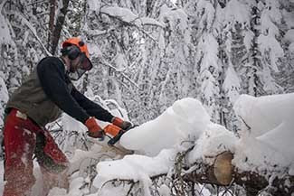 A man cuts a downed tree with a chainsaw.