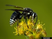 Bald-faced Hornet