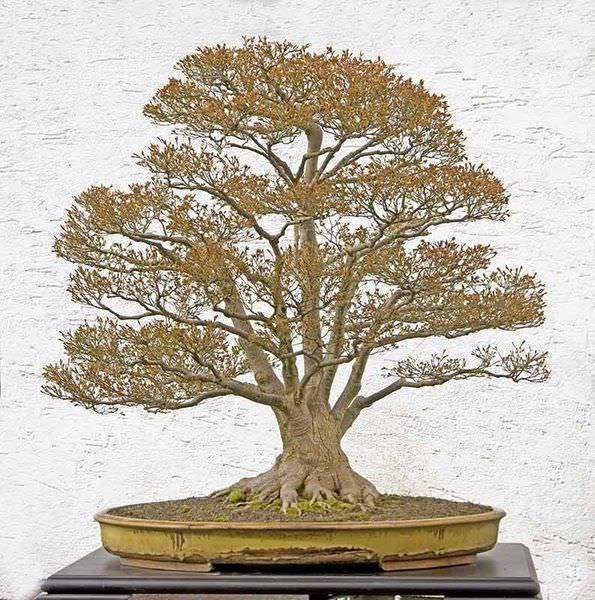 Những cây bonsai đẹp nhất của Nhật Bản 26be5277-aff9-4491-9fa5-3b009c3fbad6
