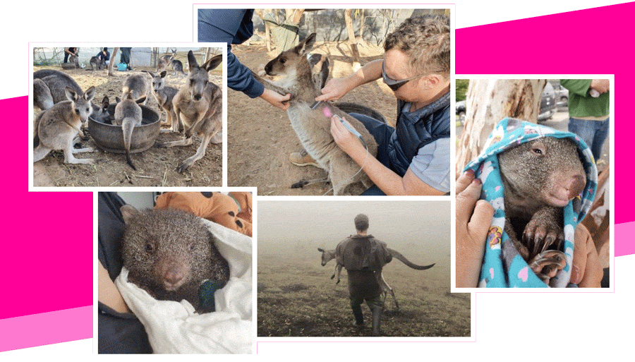 Rescued wildlife, safe in the hands of volunteer carers