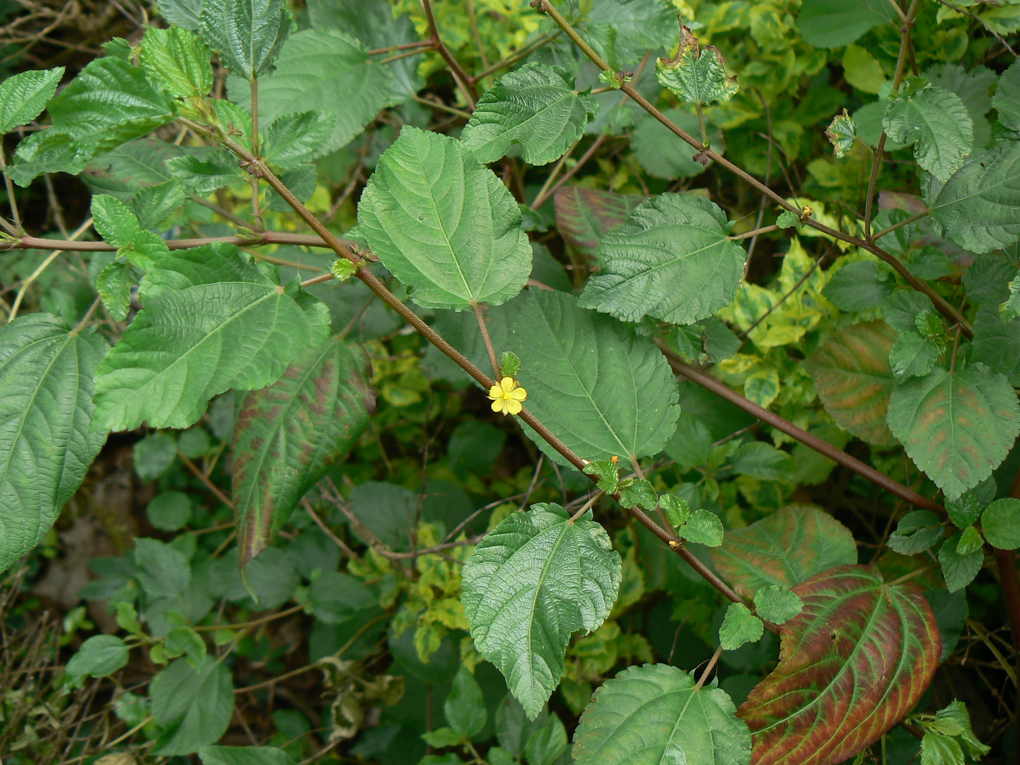 Corchorus aestuans L.