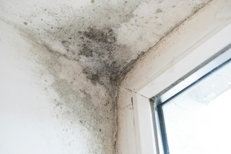 A corner of a white wall with mold growing on it Description automatically generated