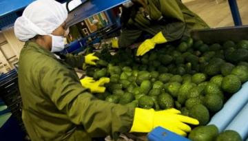 Uruguay y Ecuador, las nuevas tierras a las que apunta la inversión agroindustrial peruana