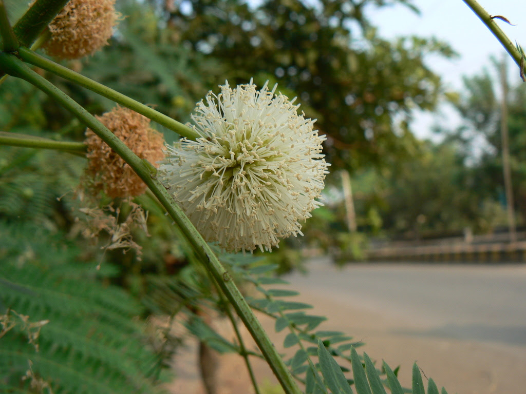 Leucaena leucocephala (Lam.) de Wit