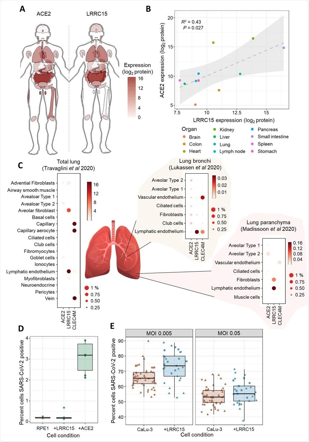 LRRC15 is expressed in virus-susceptible tissues and can modulate SARS-CoV-2 infection. (A) Tissue distribution of LRRC15 and ACE2 expression based on a whole-body proteomic atlas (Wang et al., 2019). For each tissue, protein expression is reflected by the red color intensity scale provided. (B) Organs with high ACE2 expression tend to also express substantial LRRC15. Each data point represents protein abundance in a major human organ or tissue as measured by mass spectrometry. A linear regression line and 95% compatibility interval is shaded in grey. (C) Single-cell transcriptome measurements of human lung specimens identify cell type distributions for LRRC15 expression. The percentage of cells where a gene transcript was detected is indicated by size, while average counts per cell are color-shaded. Expression of spike receptors ACE2 and CLEC4M are shown for comparison. (D) Expression of LRRC15 is insufficient to make cells permissive to SARS-CoV-2 infection. LRRC15 or ACE2 were overexpressed by transducing RPE1 cells with CRISPRa sgRNA followed by infection with a recombinant SARS-CoV-2-ZsGreen reporter virus. (E) LRRC15 overexpression changes the susceptibility of CaLu-3 lung cells to viral infection. CaLu-3 cells were transduced with lentiviruses to overexpress LRRC15 followed by infection with SARS-CoV-2-ZsGreen. Viral infection was quantified by counting GFP-positive cells by fluorescent microscopy in both (D) and (E).